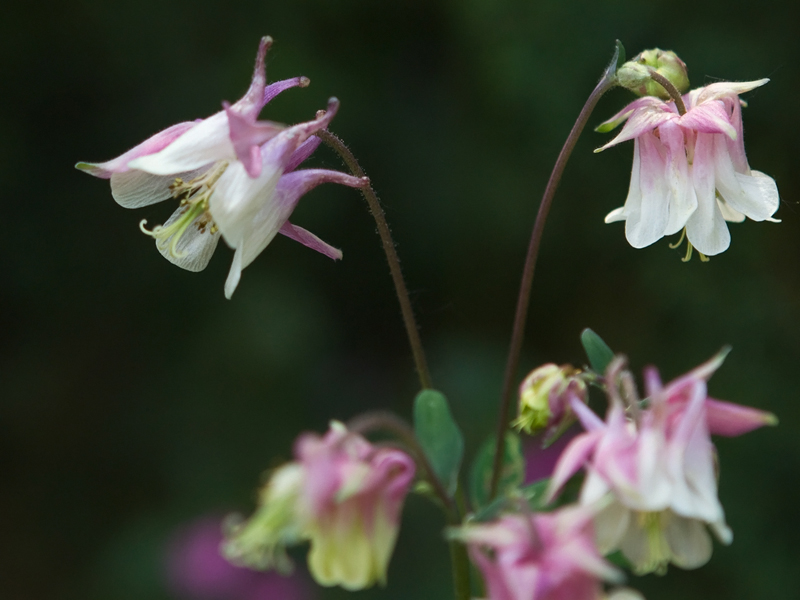 Aquilegia alpina Akelei 